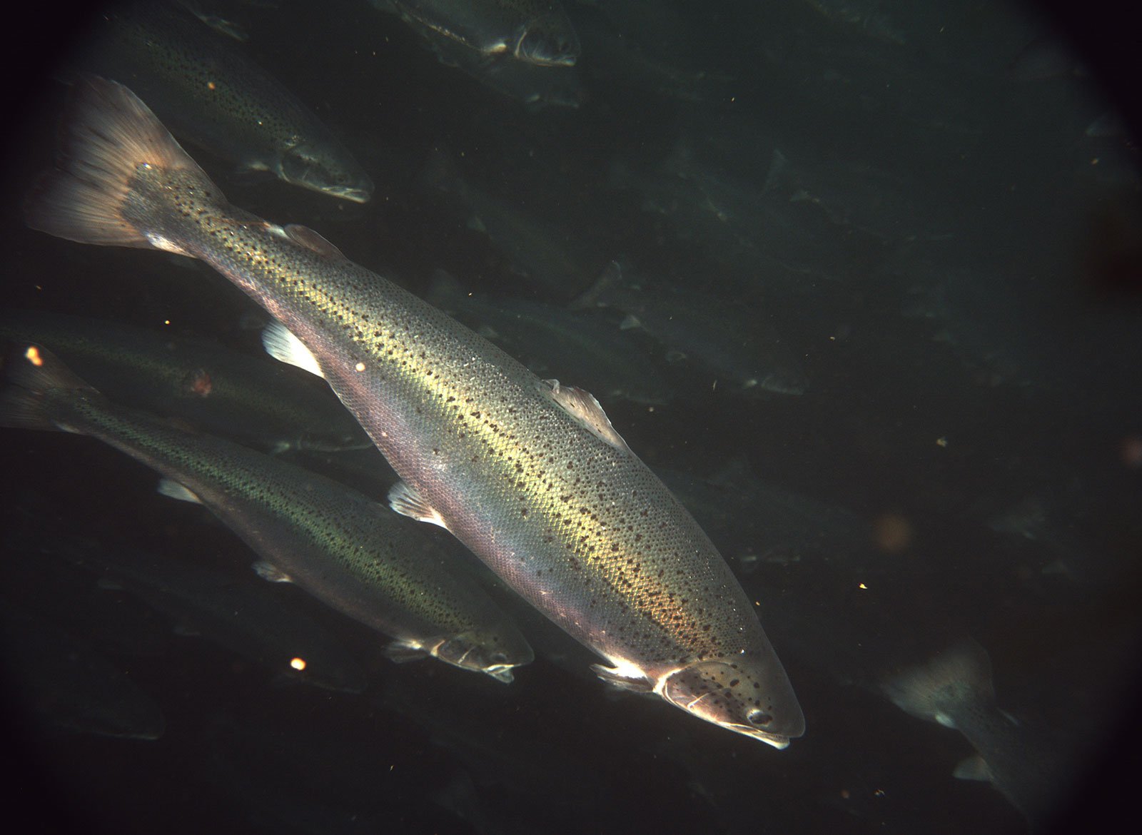Fiskevelferd – Createview